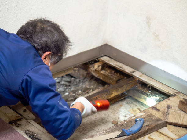 Best Localized Mold Remediation (e.g., coastal areas, humid climates) in Albion, IN