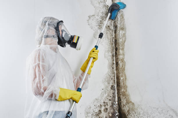 Best Attic Mold Remediation in Albion, IN