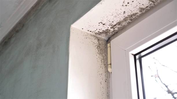 Best Residential Mold Remediation in Albion, IN