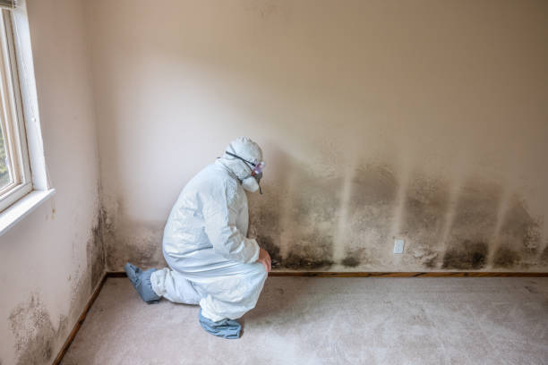 Best Mold Remediation for Specific Building Types in Albion, IN
