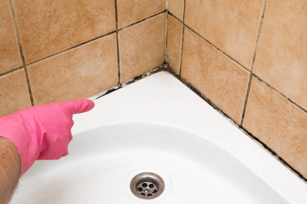Best Industrial Mold Remediation in Albion, IN