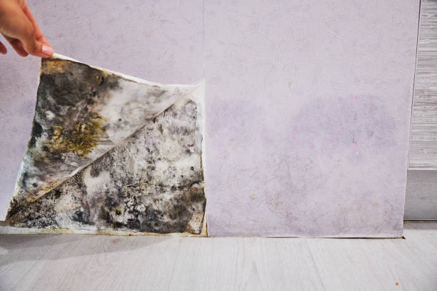 Best Post-Flood Mold Remediation in Albion, IN